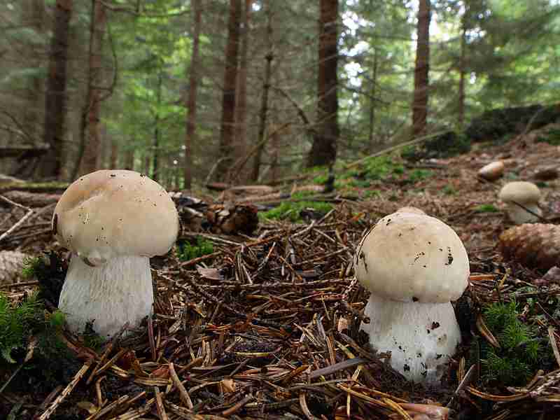  Image name: 00_217 Porcino.jpg 
 width: 800 pixel 
 height: 600 pixel 
 Size: 39947 bytes 
 Click to enlarge 